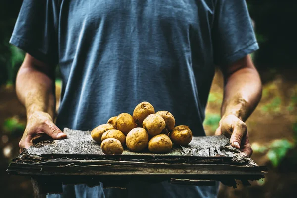 Verdure Biologiche Mani Contadine Con Verdure Appena Raccolte Patate Biologiche — Foto Stock