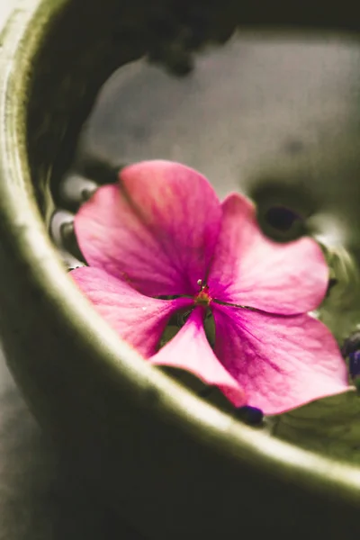 Spa Natürliches Konzept Dayspa Wasser Mit Blume Spa Und Wellness — Stockfoto