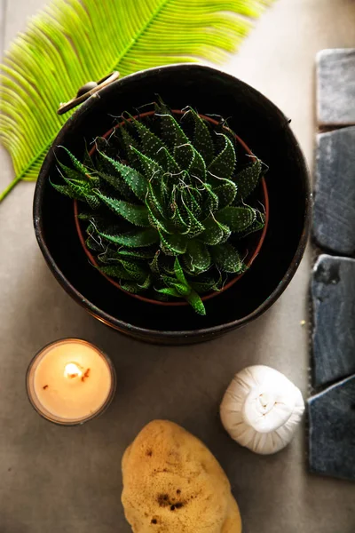 Spa Wellness Produkty Spa Naturalnym Otoczeniu Obciążenie Flatlay Aloe Vera — Zdjęcie stockowe