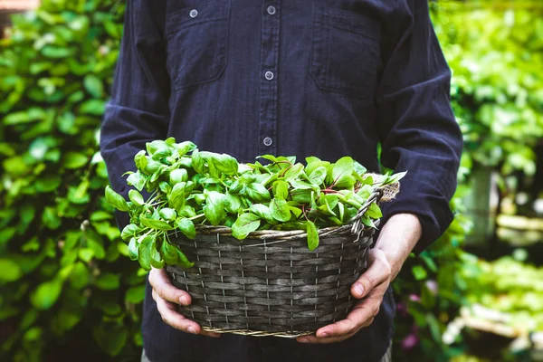 Organisch Tuinieren Boeren Handen Met Verse Kruiden Lente Tuinieren — Stockfoto