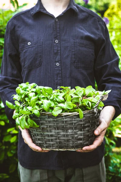 Biologisches Gärtnern Bauern Reichen Frische Kräuter Frühjahrsgartenarbeit — Stockfoto