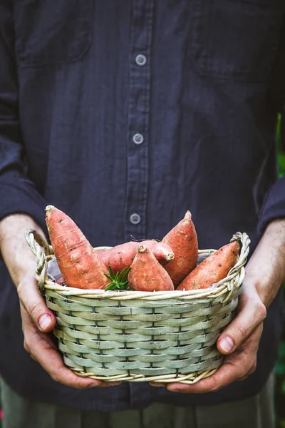 Organic Gardening Farmers Hands Withsweet Potatoes Spring Gardening — Stock Photo, Image