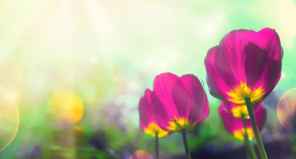 Jarní tulipány v zahradě — Stock fotografie