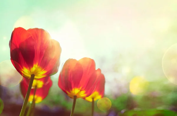 Tulipanes de primavera en jardín — Foto de Stock