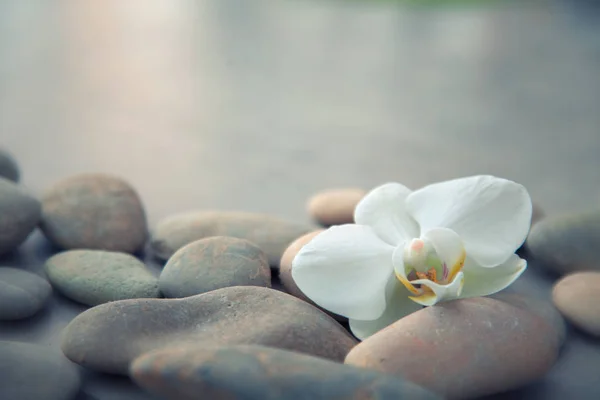 Concepto de spa con piedras de basalto y orquídea blanca — Foto de Stock