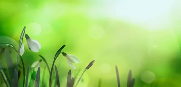 Schneeglöckchen Blumen Hintergrund — Stockfoto