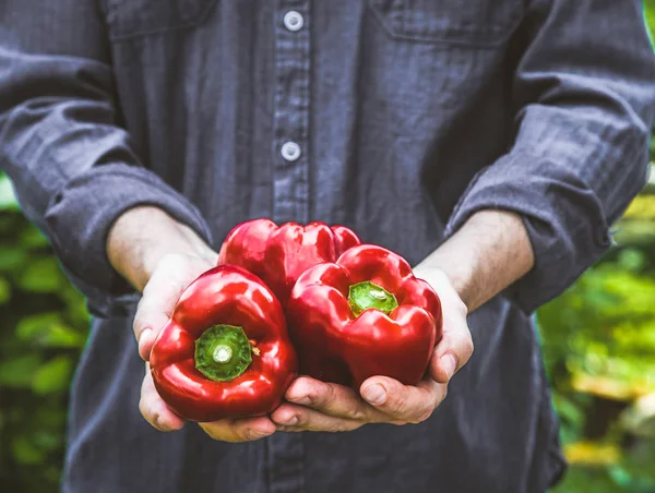 Agricultor com pimentas vermelhas — Fotografia de Stock