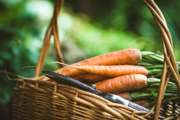 Zanahorias frescas en cesta —  Fotos de Stock