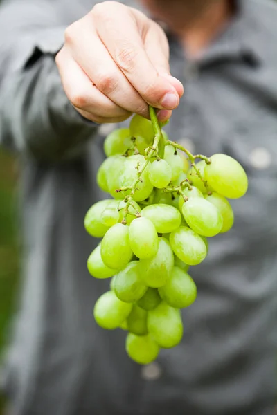 Druivenoogst in de herfst. Landbouwer met druiven — Stockfoto