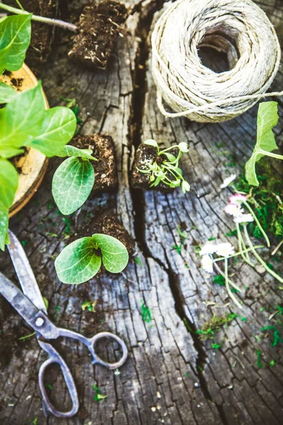 Gartensetzlinge auf Holz — Stockfoto