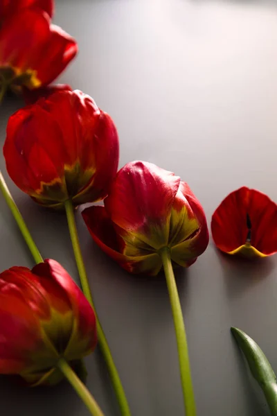 Tulipany na stole — Zdjęcie stockowe