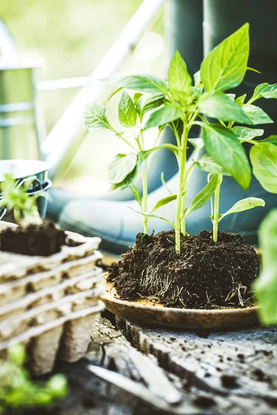 Garden seedlings on wood — Stock Photo, Image