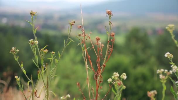 野生花卉生长在绿色草地上 在田野里关闭野花 — 图库视频影像