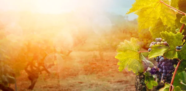 Vineyard in autumn harvest — Stock Photo, Image