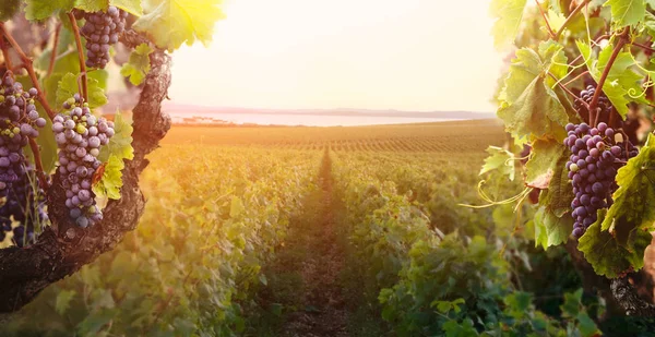 Wijngaard in de herfst oogst — Stockfoto