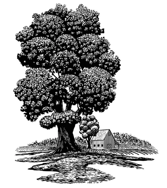 Деревна Ілюстрація Старого Дерева Передньому Плані Сараєм Задньому Плані — стоковий вектор