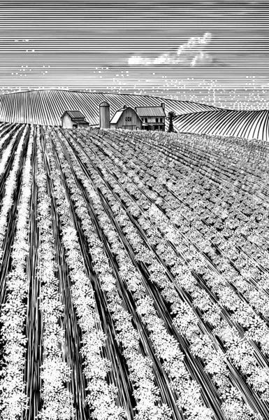 Holzschnitt Illustration Eines Landwirtschaftlichen Feldes Mit Reihen Von Feldfrüchten — Stockvektor