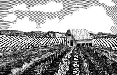 Woodcut illustration of a vegetable garden with a barn in the background. clipart