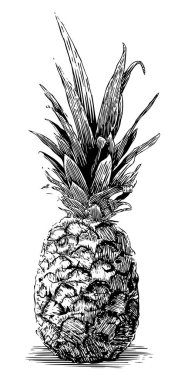 Bir ananas Woodcut illüstrasyon.