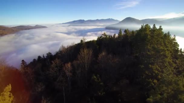 Sobrevolando Una Montaña Con Abetos Descubriendo Mar Nubes Luz Del — Vídeo de stock