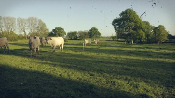 Una Pequeña Manada Vacas Blancas Toros Terneros Pastoreo Final Tarde — Vídeo de stock