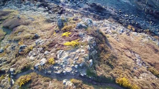 Aerial Hovering Cliff Ocean Brittany Sequence Colorful Moorland Heather Rocks — Stock Video