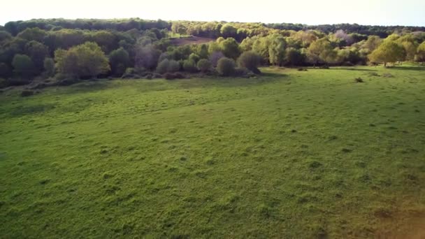 Voando Sobre Campo Sequência Pairando Campo Verde Para Borda Floresta — Vídeo de Stock