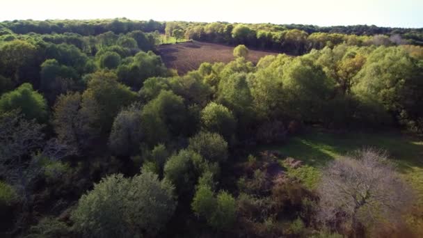 Kırsal Üzerinde Uçan Sıra Ormanda Uçan Sürülmüş Kahverengi Bir Alan — Stok video