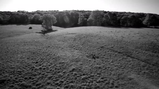 日当たりの良いフランスの田園地帯で飛行 Bwシーケンス1の2 森の端に荒い放牧フィールドの上 白黒バージョン — ストック動画
