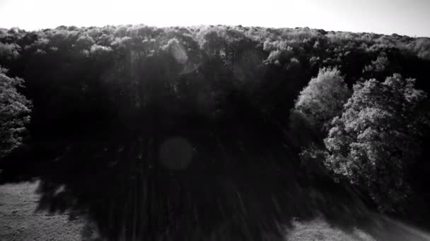 Voler dans une campagne ensoleillée, 4K BW séquence 2 de 2 - Survoler les bois et découvrir les champs agricoles sous un soleil éclatant. Version noir et blanc .