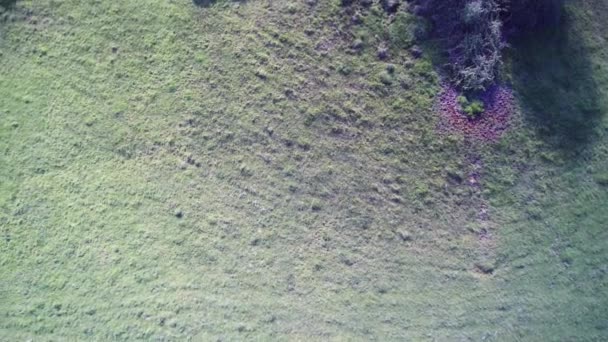 Vol Aérien Par Drone Dessus Champ Accidenté Arbres Buissons Campagne — Video