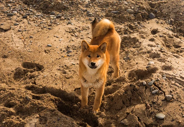 Rosso giovane cane shiba-inu in piedi sulla spiaggia — Foto Stock