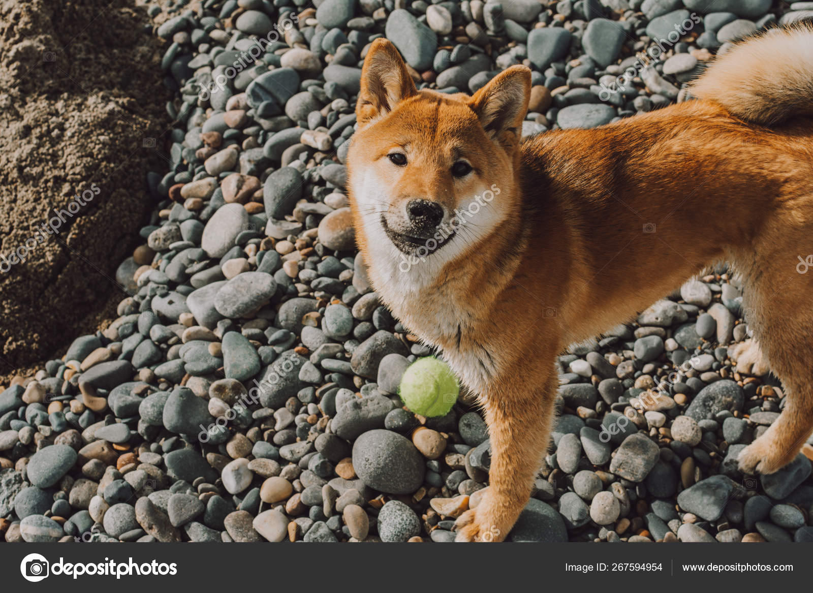 Red Young Dog Shiba Inu Standing On Beach With Green Ball