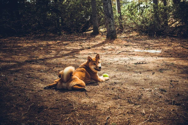 Red young dog shiba-inu plays in nature — Stock Photo, Image