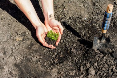 Genç Yeşil Çim. Güneş günü. Doğanın Uyanışı
