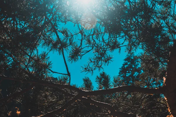 Branches de pin contre le ciel bleu, rayons du soleil — Photo