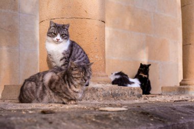 Kediler bir taşın üzerinde oturup uykuya dalıyor.