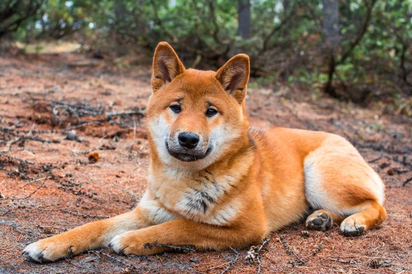 The young dog shiba-inu is lying down resting on the ground — Stock Photo, Image
