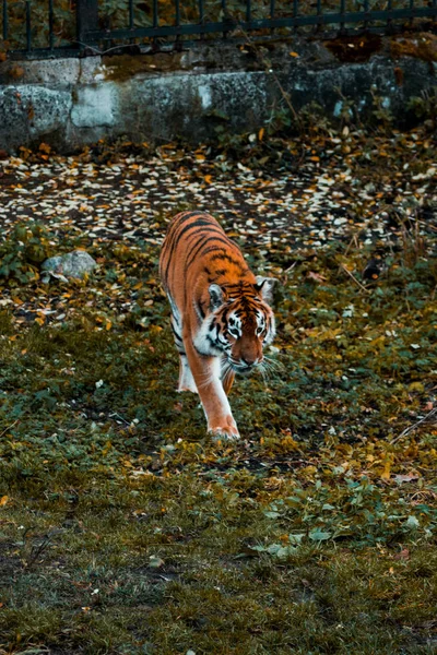 Tigris sétál a füvön. Vadon élő állatok — Stock Fotó