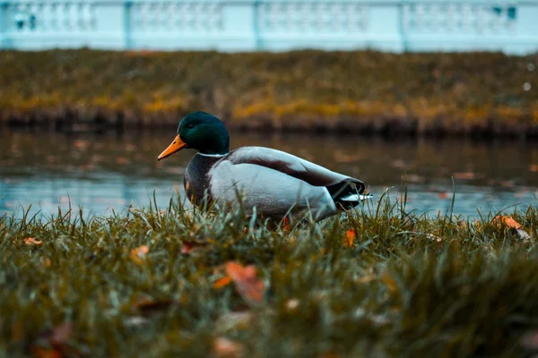 德雷克在草地上野鸭。池塘 — 图库照片