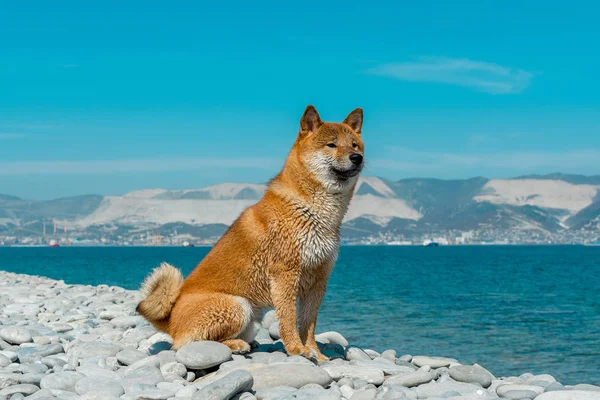 Jeune chien généalogique reposant sur la plage. Chien shiba inu rouge assis près de la mer noire à Novorossiysk Images De Stock Libres De Droits