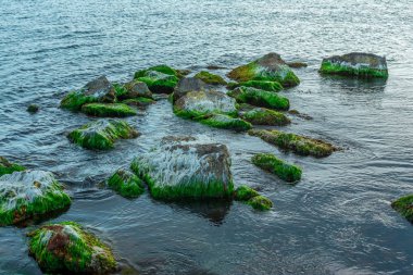 Bir yaz gününde denizde yosunla kaplı taşlar, deniz manzarası
