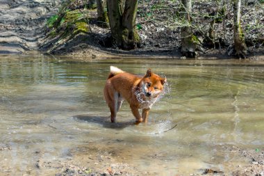 Bir orman nehirde ayakta Siba Inu doğurmak genç bir kırmızı köpek ve komik su kapalı sallayarak, doğal arka plan