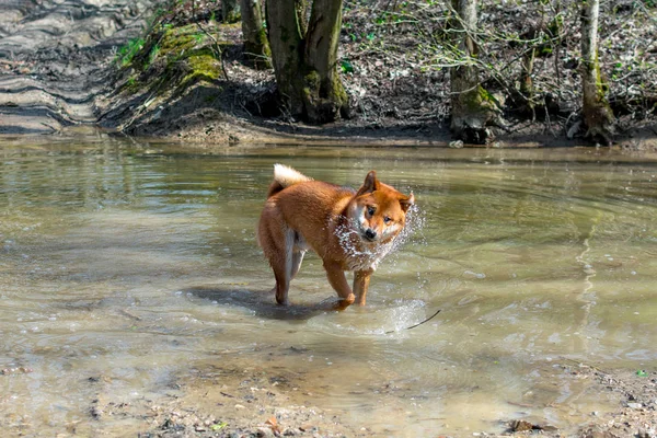 Un jeune chien rouge de la race Siba Inu debout dans une rivière forestière et drôle secouant hors de l'eau, fond naturel Photo De Stock