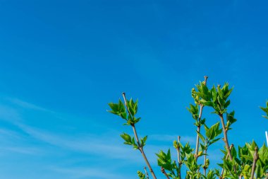 Çerçevenin köşesinde mavi gökyüzüne karşı genç yeşil yaprakları ile bir armut ağacının Dalları, kopya alanı