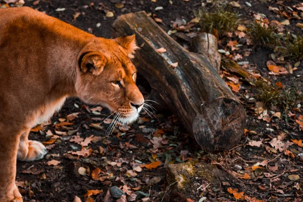 Lioness watchfully looks ahead against the background of autumn foliage in the zoo of Kaliningrad, soft focus — Stock Photo, Image