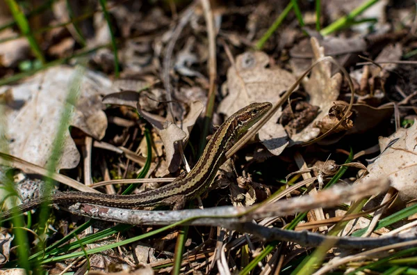 Petit lézard forestier caché dans les feuilles tombées et se prélassant au soleil, gros plan, mise au point sélective — Photo