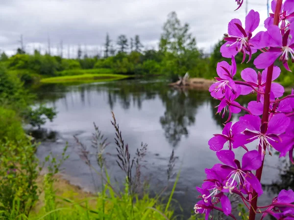 Spawning river of the Sakhalin region, inland waters in the forest, composition with different plans, selective focus on a purple flower