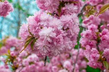 Blooming Louisiana, üç loblu badem, bir çalı dalı üzerinde yumuşak pembe gür çiçekler
