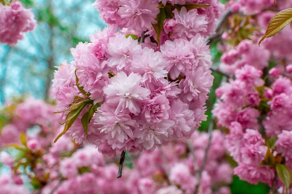 Blooming Louisiana, üç loblu badem, bir çalı dalı üzerinde yumuşak pembe gür çiçekler